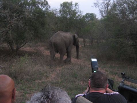 Timbavati avond gamedrive - olifant nadert
